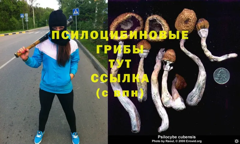 Псилоцибиновые грибы Psilocybine cubensis  Алдан 